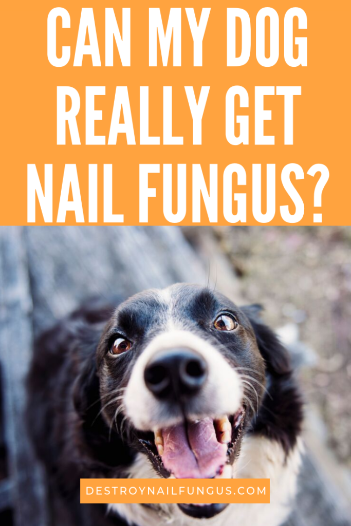can dogs get nail fungus