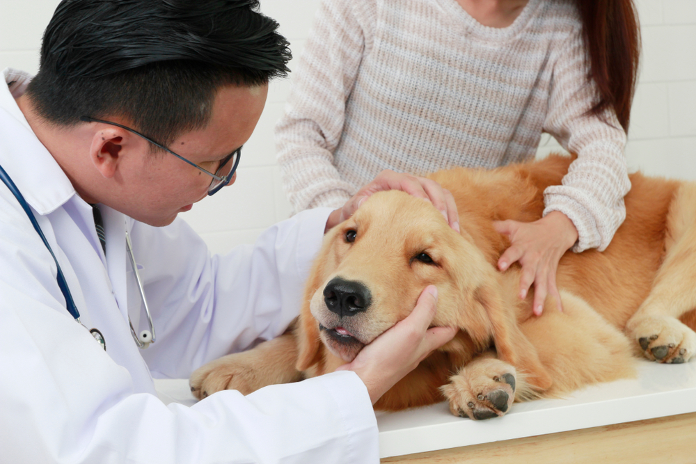 Your vet may prescribe antibiotics ointments and claw soaks. 