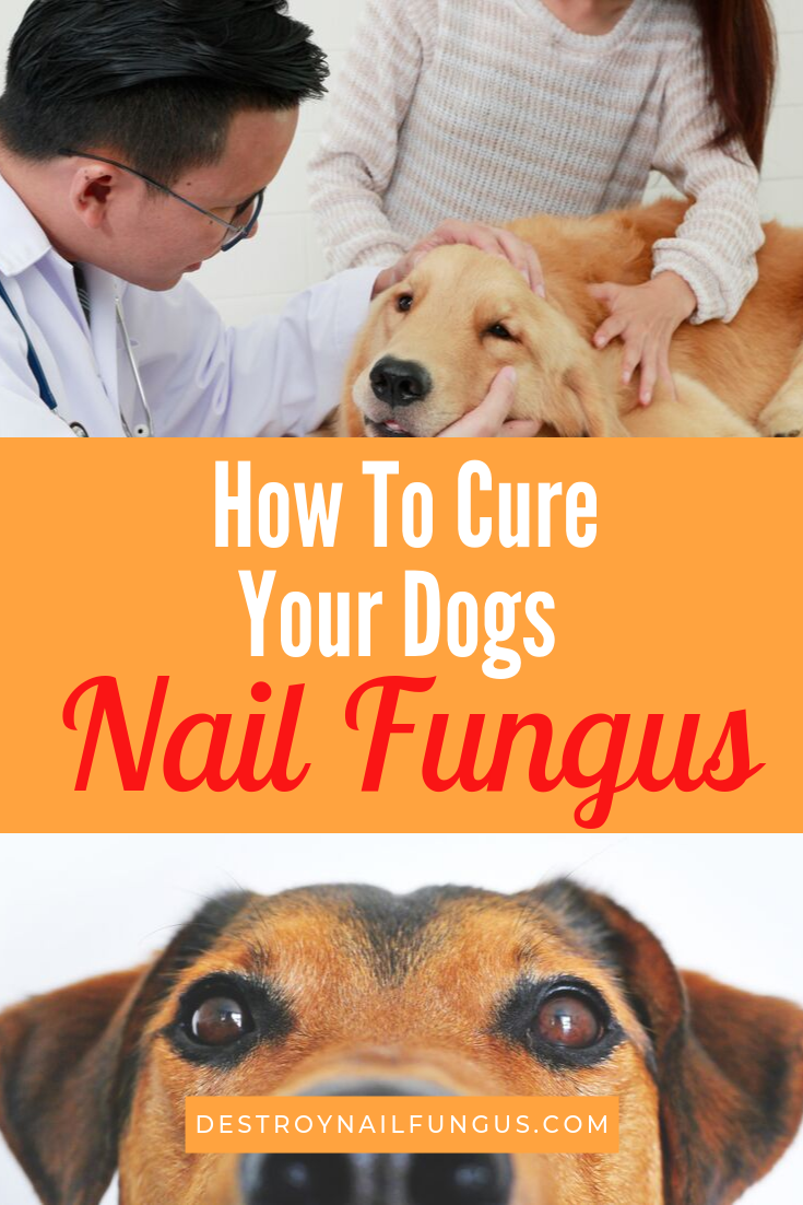 can dogs get nail fungus